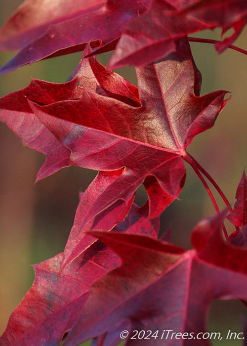 Closeup of shiny deep red fall leaves.