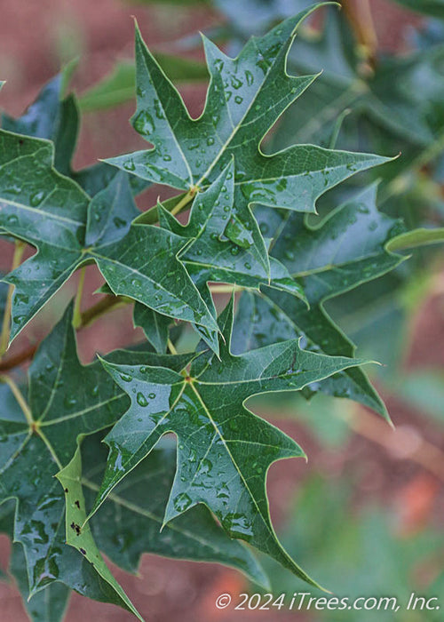 Closeup of deep green shiny leaves with water droplets on them.