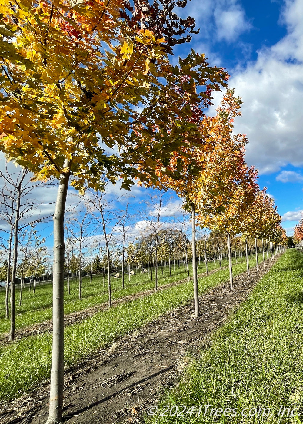 Celebration® Maple
