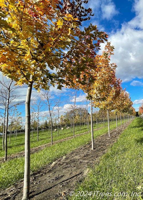 Closeup of a row of Celebration Maple smooth grey trunks.
