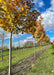 Closeup of a row of Celebration Maple smooth grey trunks.
