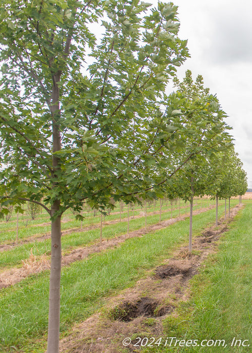 View of a row of Celebration Maple with a closeup of the first tree's trunk and lower canopy of green leaves.