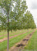 View of a row of Celebration Maple with a closeup of the first tree's trunk and lower canopy of green leaves.