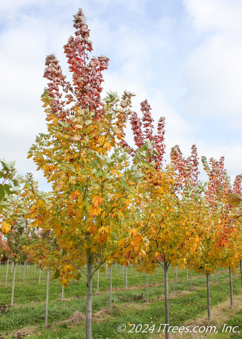 A picture of Celebration Maple in a nursery row showing an array of colors from yellow, to orange to deep red going up the tree's canopy.