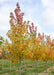 A picture of Celebration Maple in a nursery row showing an array of colors from yellow, to orange to deep red going up the tree's canopy.