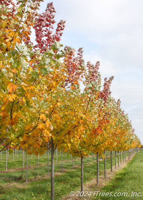 A picture of Celebration Maple in a nursery row showing an array of colors from yellow, to orange to deep red going up the tree's canopy.