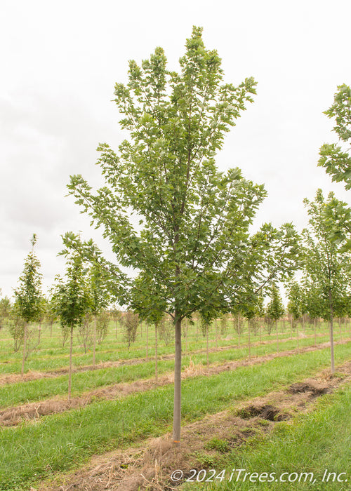 A single Celebration Maple in the nursery with green leaves and smooth grey trunk.