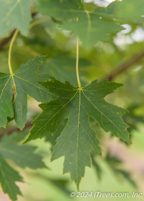 Closeup of dark green, sharply lobed leaf with light yellow-green stem and veins.