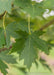 Closeup of dark green, sharply lobed leaf with light yellow-green stem and veins.