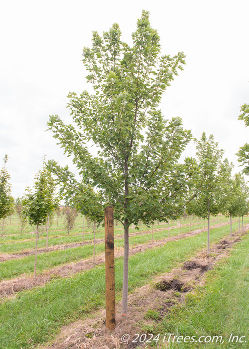 Celebration Maple with green leaves, with a large ruler standing next to it to show height.