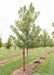 Celebration Maple with green leaves, with a large ruler standing next to it to show height.