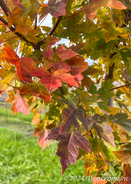 Closeup of Celebration Maple's fall color and deeply cut leaves, showing a range of colors from yellow, red-orange, to deep purple.