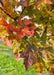 Closeup of Celebration Maple's fall color and deeply cut leaves, showing a range of colors from yellow, red-orange, to deep purple.