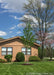 A newly planted Celebration Maple with green leaves planted in the front yard of a country home.
