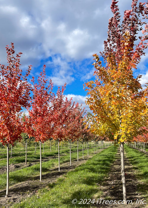 A picture of Celebration Maple in a nursery row showing an array of colors from yellow, to orange to deep red going up the tree's canopy.
