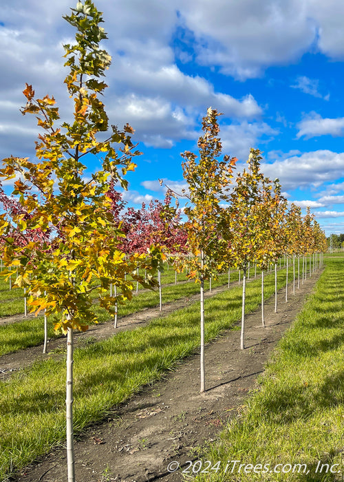 Celebration Maple in a row of trees showing newly changing fall color from green to an array of tones from yellow to red.