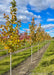 Celebration Maple in a row of trees showing newly changing fall color from green to an array of tones from yellow to red.