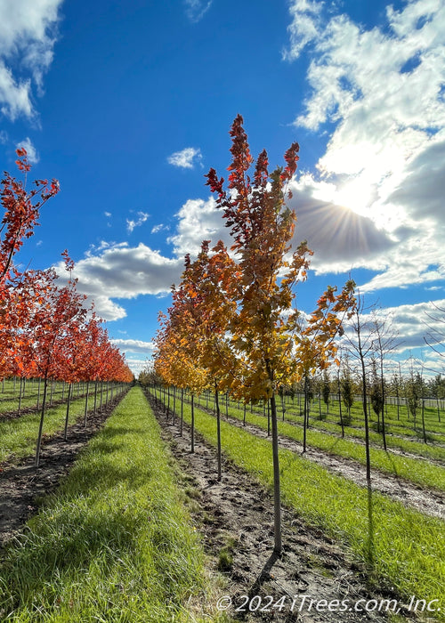 A picture of Celebration Maple in a nursery row showing an array of colors from yellow, to orange to deep red going up the tree's canopy.