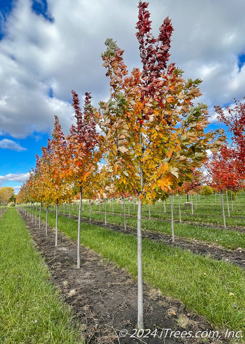 A picture of Celebration Maple in a nursery row showing an array of colors from yellow, to orange to deep red going up the tree's canopy.