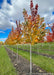 A picture of Celebration Maple in a nursery row showing an array of colors from yellow, to orange to deep red going up the tree's canopy.