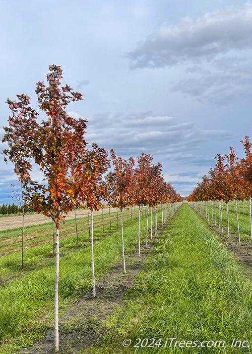 Two rows of Celebration Maple showing an array of colors from yellow, to orange to deep red going up the tree's canopy.