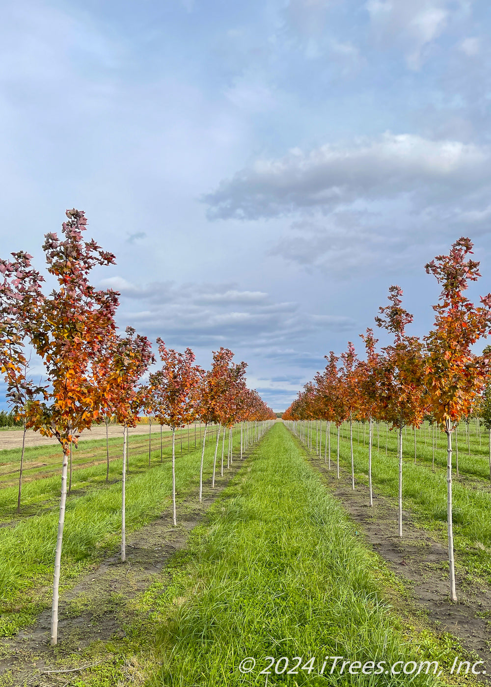 Celebration® Maple