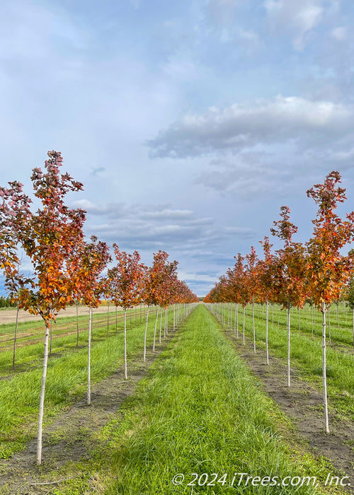 Two rows of Celebration Maple showing changing fall color from green, yellow, to reddish-orange to deep purple.