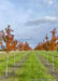 Two rows of Celebration Maple showing changing fall color from green, yellow, to reddish-orange to deep purple.