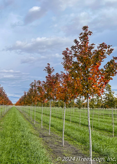 A picture of Celebration Maple in a nursery row showing an array of colors from yellow, to orange to deep red going up the tree's canopy.