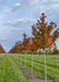A picture of Celebration Maple in a nursery row showing an array of colors from yellow, to orange to deep red going up the tree's canopy.