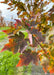 Closeup of a bunch of leaves showing fall color tones from green, yellow, to reddish purple.