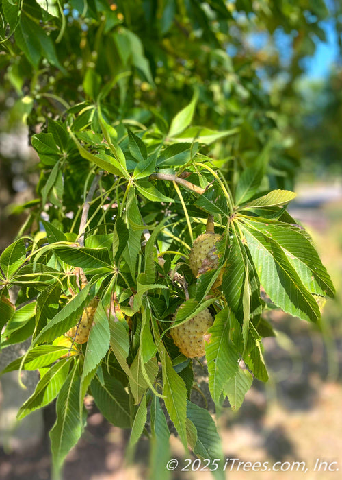 Closeup of dark green large palmately compound leaves and light tan spiky buckeye fruit.