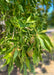 Closeup of dark green large palmately compound leaves and light tan spiky buckeye fruit.
