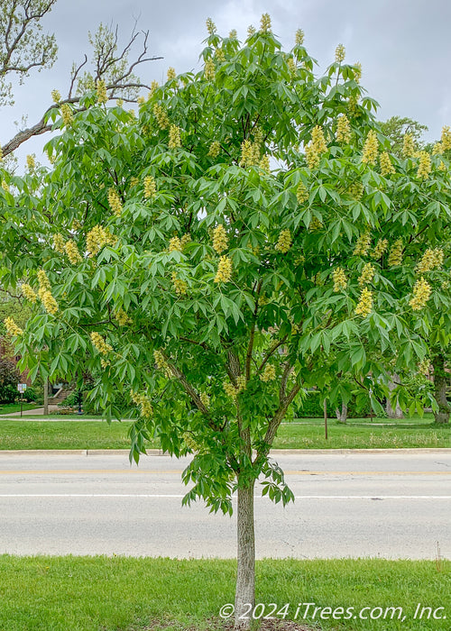 Autumn Splendor Horsechestnut grows on a parkway in Evanston Illinois. The tree is in full bloom with large panicles of bright yellow flowers, and large palm-like green leaves. 