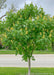 Autumn Splendor Horsechestnut grows on a parkway in Evanston Illinois. The tree is in full bloom with large panicles of bright yellow flowers, and large palm-like green leaves. 