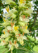 Closeup of a large panicle of orchid like flowers. The flowers are bright yellow with bright orange centers, accompanied by large green leaves.