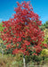 Early Glow Ohio Buckeye in a natural area with a full canopy of deep red fall color.