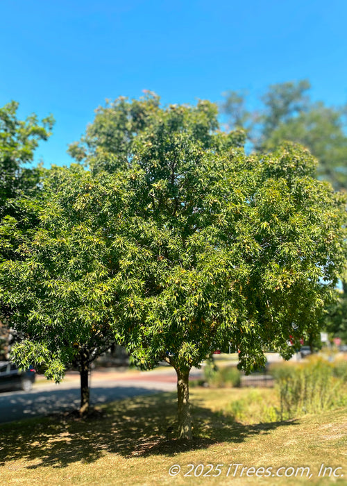 An Ohio Buckeye growing alongside a road in a shared community area, with green leaves and spiky buckeye fruit, with a dense broadly round to oval canopy.