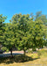 An Ohio Buckeye growing alongside a road in a shared community area, with green leaves and spiky buckeye fruit, with a dense broadly round to oval canopy.