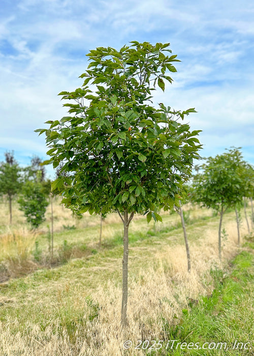 Autumn Splendor Horsechestnut growing in a nursery row with green leaves covering its round, upright canopy. 