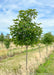 Autumn Splendor Horsechestnut growing in a nursery row with green leaves covering its round, upright canopy. 