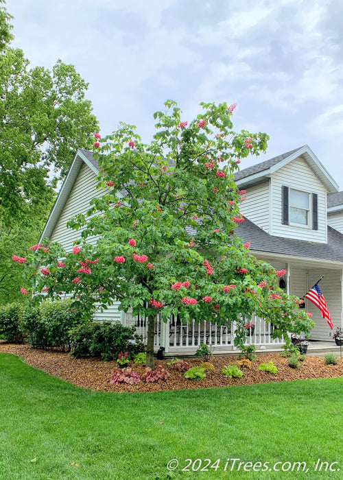 Fort McNair Horsechestnut in bloom, planted in the front landscape bed of a home's front porrch. 