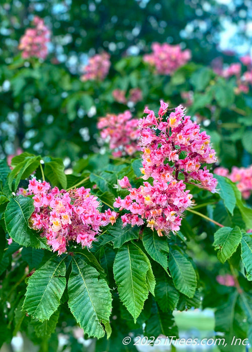 Closeup of lower branching of a Fort McNair in bloom showing large green leaves and bright pink flowers.