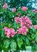 Closeup of lower branching of a Fort McNair in bloom showing large green leaves and bright pink flowers.