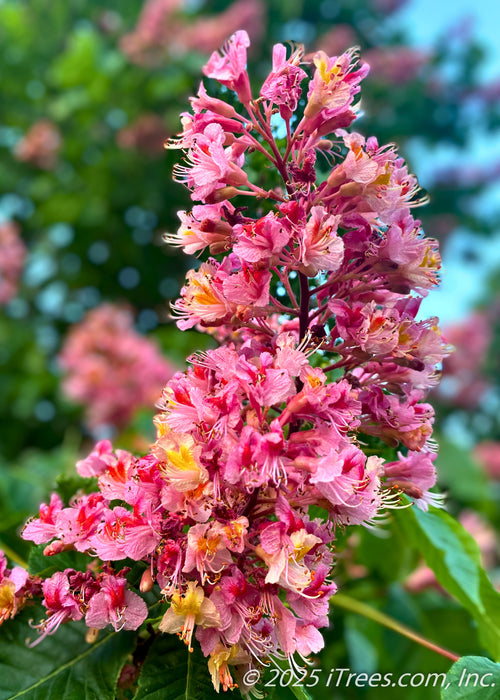 Closeup of large panicle of pink flowers with yellow-orange centers.