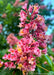 Closeup of large panicle of pink flowers with yellow-orange centers.