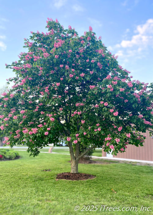 Fort McNair Horsechestnut with a round canopy seen in bloom with large panicles of bright pink flowers. 