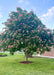 Fort McNair Horsechestnut with a round canopy seen in bloom with large panicles of bright pink flowers. 