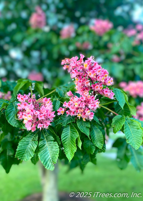 Closeup of lower branching of a Fort McNair in bloom showing large green leaves and bright pink flowers.