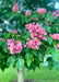 Closeup of lower branching of a Fort McNair in bloom showing large green leaves and bright pink flowers.